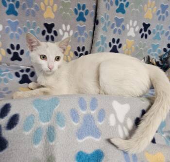 Sam -  Domestic Short Hair Cat for Adoption in Wabash, Indiana - Sam | PetCurious