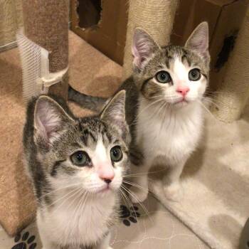 0726-190 Brooks -  Domestic Short Hair Cat for Adoption in Abingdon, Maryland - 0726-190 Brooks | PetCurious