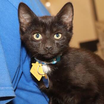 Wave -  Domestic Short Hair Cat for Adoption in Port Washington, New York - Wave | PetCurious