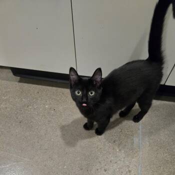 Ballerina -  Domestic Short Hair Cat for Adoption in Washburn, Missouri - Ballerina | PetCurious