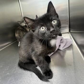 Athena -  Domestic Short Hair Cat for Adoption in Sioux City, Iowa - Athena | PetCurious