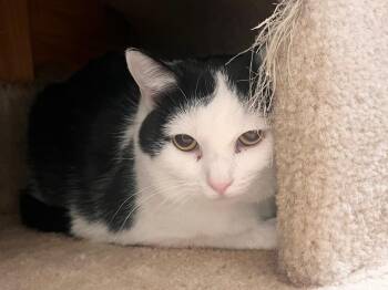 Domestic Short Hair Cats Available for Adoption - Dora | PetCurious