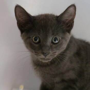 Sloan -  Domestic Short Hair Cat for Adoption in Sarasota, Florida - Sloan | PetCurious