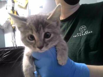 WIMBLEDON -  Domestic Short Hair Cat for Adoption in Tallahassee, Florida - WIMBLEDON | PetCurious