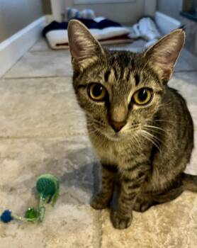 Rescue Domestic Short Hair Cats for Adoption in Tampa, Florida - Jeannie | PetCurious