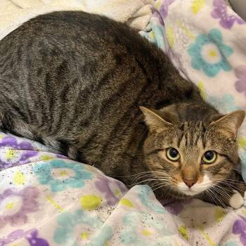 Domestic Short Hair Cats Available for Adoption in Waldorf, Maryland - Smokey | PetCurious