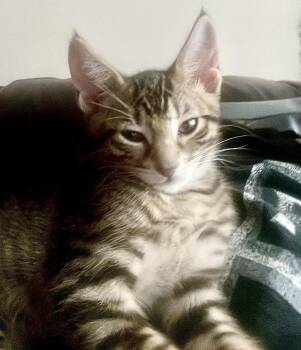 Ravioli (bonded with Spaghetti) -  Tabby and Domestic Short Hair Cat for Adoption in Vaughan, Ontario - Ravioli (bonded With Spaghetti) | PetCurious
