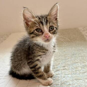 Noah -  Domestic Short Hair Cat Available for Adoption in Vieques, Vieques - Noah | PetCurious