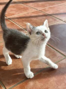 Doll -  Domestic Short Hair Cat for Adoption in Nashville, Tennessee - Doll | PetCurious
