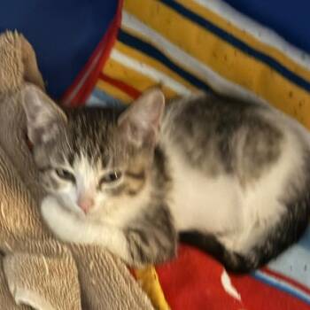 Charlotte -  Domestic Short Hair Cat for Adoption in Chino Hills, California - Charlotte | PetCurious