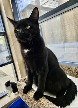 Rescue Domestic Short Hair Cats for Adoption in Mississauga, Ontario - Night-Dundas East Animal Hospital | PetCurious