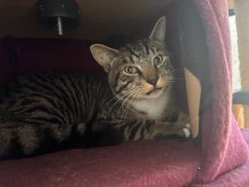 Dylan -  Domestic Short Hair Cat for Adoption in Port Jervis, New York - Dylan | PetCurious