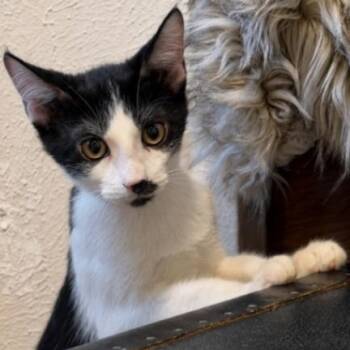 United Airlines -  Tuxedo and Domestic Short Hair Cat for Adoption in Friendswood, Texas - United Airlines | PetCurious