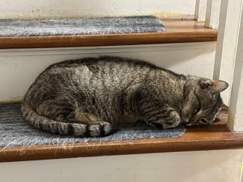 Rescue Domestic Short Hair Cats for Adoption in Chelsea, Vermont - Precious | PetCurious