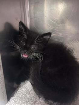 Newton -  Domestic Short Hair Cat for Adoption in Santa Rosa, California - Newton | PetCurious