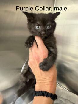 Ansel (purple) -  Domestic Short Hair Cat for Adoption in Glenfield, New York - Ansel (purple) | PetCurious
