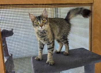 Domestic Medium Hair and Extra Toes Cat Hemingway Polydactyl Cats Available for Adoption in Lewisburg, Tennessee - Thumbelina | PetCurious