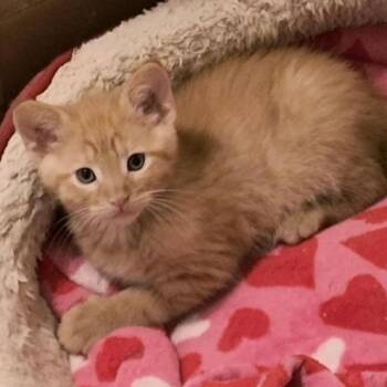 Domestic Short Hair Cats Available for Adoption in Prescott, Arizona - Delbert | PetCurious