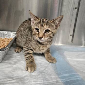 Vermont -  Domestic Short Hair Cat for Adoption in Greensboro, North Carolina - Vermont | PetCurious
