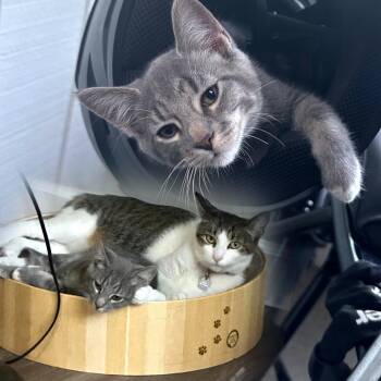 Rescue Domestic Short Hair Cats for Adoption in San Jose, California - Blue Aka Mittens | PetCurious