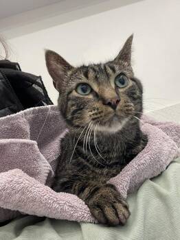Domestic Short Hair Cats Available for Adoption - Jefferson (was Squeaks) | PetCurious
