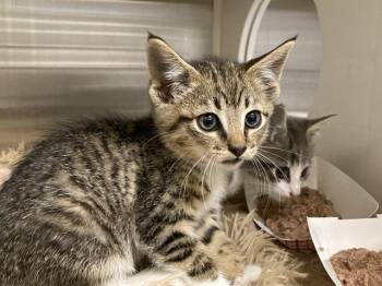 KAI -  Domestic Short Hair Cat for Adoption in Tustin, California - KAI | PetCurious