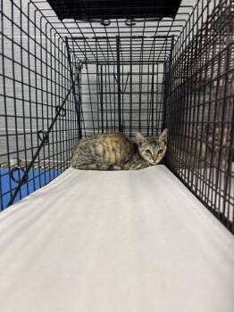 LUCY -  Domestic Short Hair Cat for Adoption in Doral, Florida - LUCY | PetCurious