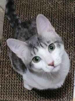 Sister -  Domestic Short Hair Cat for Adoption in Fort Worth, Texas - Sister | PetCurious