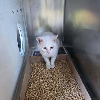 Honu -  Domestic Short Hair Cat for Adoption in Chattanooga, Tennessee - Honu | PetCurious