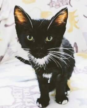 Helen -  American Shorthair Cat for Adoption in Eureka, California - Helen | PetCurious