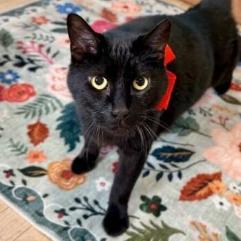 Domestic Short Hair and Bombay Cats Available for Adoption - Spidey Delgado | PetCurious