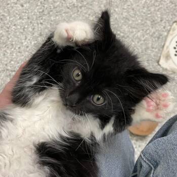 Viridian #1 -  Domestic Short Hair Cat for Adoption in Enfield, New Hampshire - Viridian #1 | PetCurious