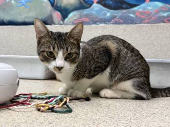 Rescue Domestic Short Hair Cats for Adoption in Newport Beach, California - Sweet Pea | PetCurious