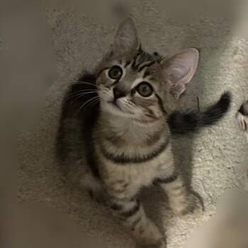 0726-27 Finley -  Domestic Short Hair Cat for Adoption in Abingdon, Maryland - 0726-27 Finley | PetCurious