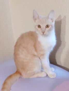 Summer -  Domestic Short Hair Cat for Adoption in San Jacinto, California - Summer | PetCurious