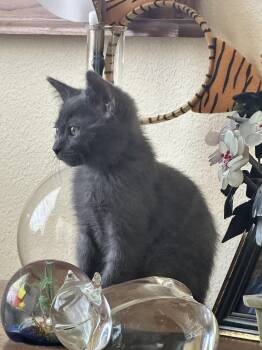 Domestic Short Hair Cats Available for Adoption in Zephyrhills, Florida - Reid (new) | PetCurious