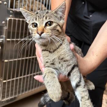 Stella -  Domestic Short Hair Cat for Adoption in Cedaredge, Colorado - Stella | PetCurious