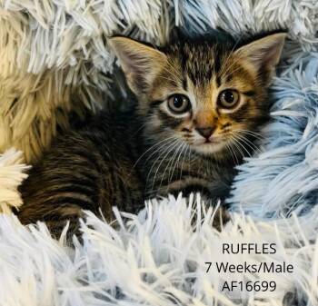 Ruffles -  Domestic Short Hair Cat for Adoption - Ruffles | PetCurious