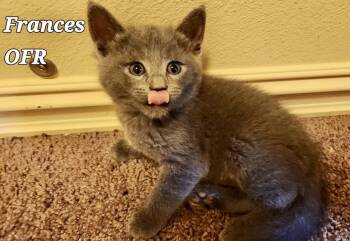 Francis -  Domestic Short Hair Cat for Adoption in Owasso, Oklahoma - Francis | PetCurious