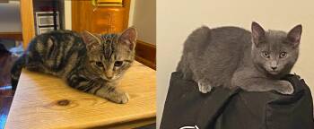 Rescue Domestic Short Hair Cats for Adoption in Philadelphia, Pennsylvania - Mackerel & Anchovy Brown | PetCurious