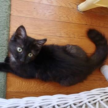 Rescue Domestic Medium Hair Cats for Adoption in Richmond, Virginia - Yogurt Face | PetCurious