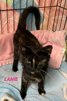 Rescue Tortoiseshell Cats for Adoption in Mitchell, South Dakota - Lanie - Foster Care | PetCurious