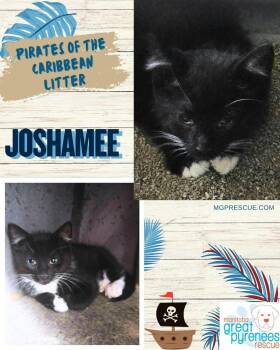 Joshamee -  Domestic Short Hair Cat for Adoption in New Bothwell, Manitoba - Joshamee | PetCurious