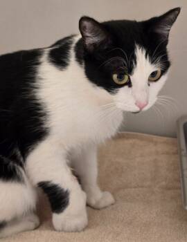 Rescue Domestic Short Hair Cats for Adoption in Highland Village, Texas - Stray | PetCurious