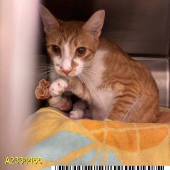 CECIL -  Domestic Short Hair Cat Available for Adoption in West Palm Beach, Florida - CECIL | PetCurious