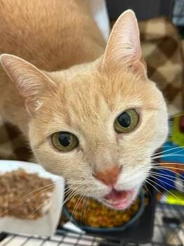 Drops of Jupiter -  Domestic Short Hair Cat for Adoption in Winthrop, Maine - Drops Of Jupiter | PetCurious