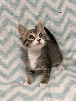 Little Foot Kuma (available early August) -  Domestic Short Hair Cat for Adoption in Galt, California - Little Foot Kuma (available Early August) | PetCurious