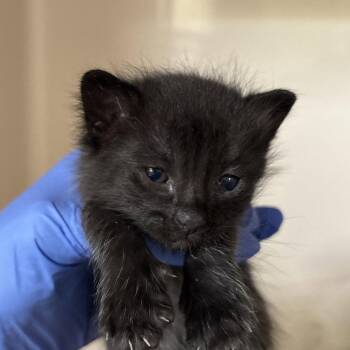 Axton -  Domestic Short Hair Cat for Adoption in Dallas, Texas - Axton | PetCurious