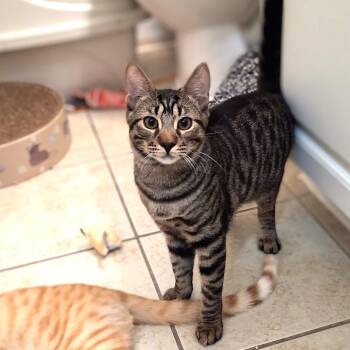 Gucci -  American Shorthair Cat for Adoption in St. Cloud, Florida - Gucci | PetCurious
