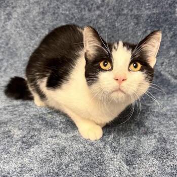 Fred -  Domestic Short Hair Cat for Adoption in Waterloo, Iowa - Fred | PetCurious